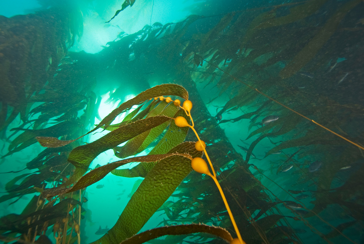 Seaweed kelp at California kelp forest